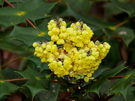 {Mahonia bealei}